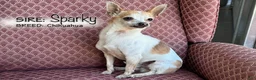 Chiweenie dogs for sale: Ted - Ad 6