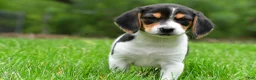 Beagle dogs for sale: Jasper - Ad 8