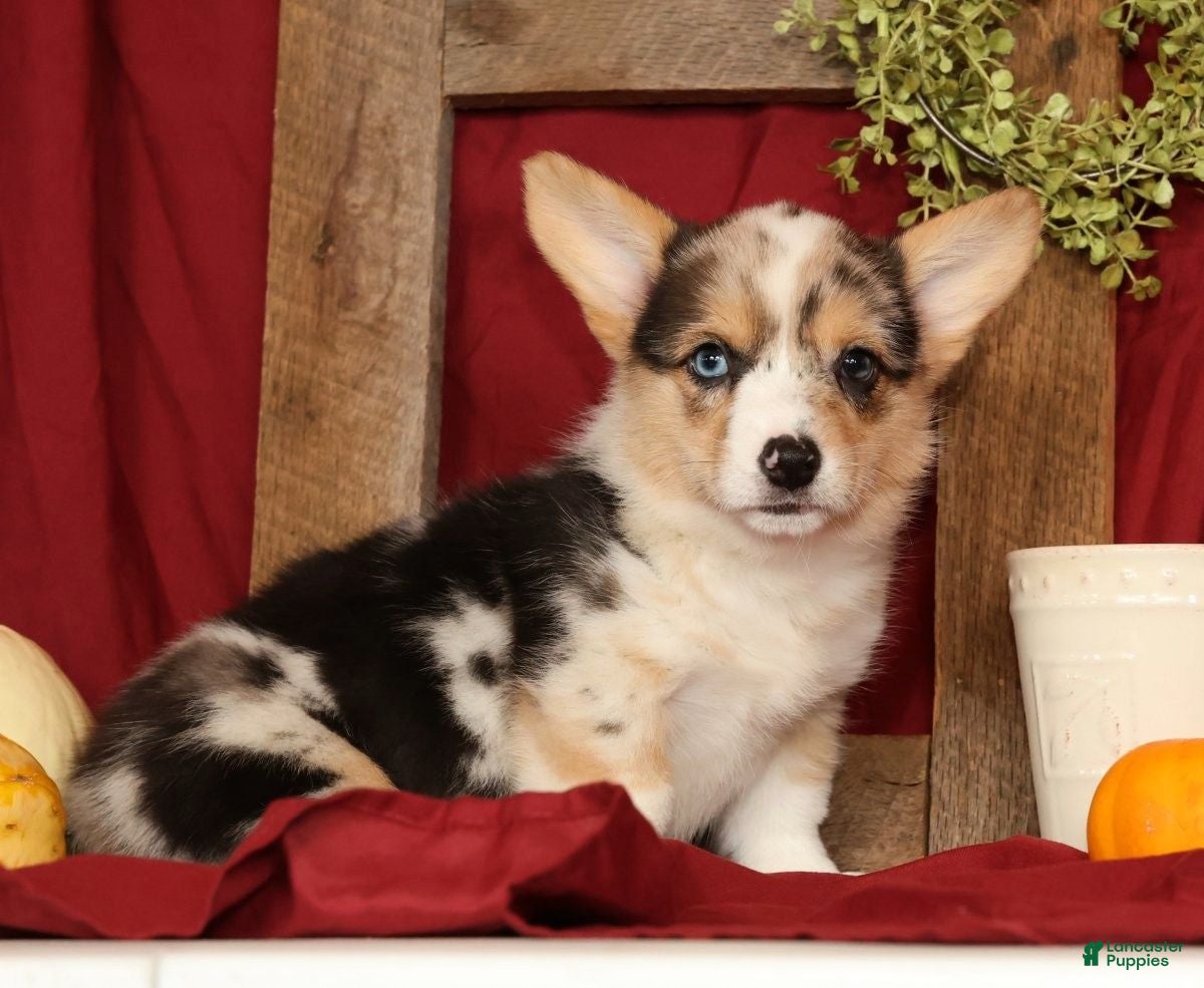 Welsh Corgi Pembroke dogs for sale: Teresa - Ad 2