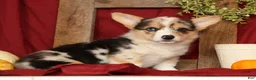 Welsh Corgi Pembroke dogs for sale: Teresa - Ad 2