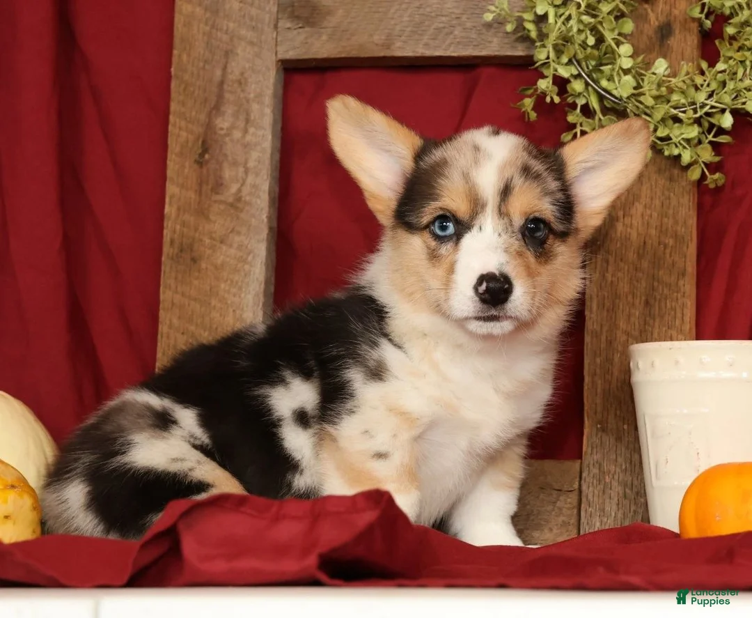 Welsh Corgi Pembroke dogs for sale: Teresa - Ad 2