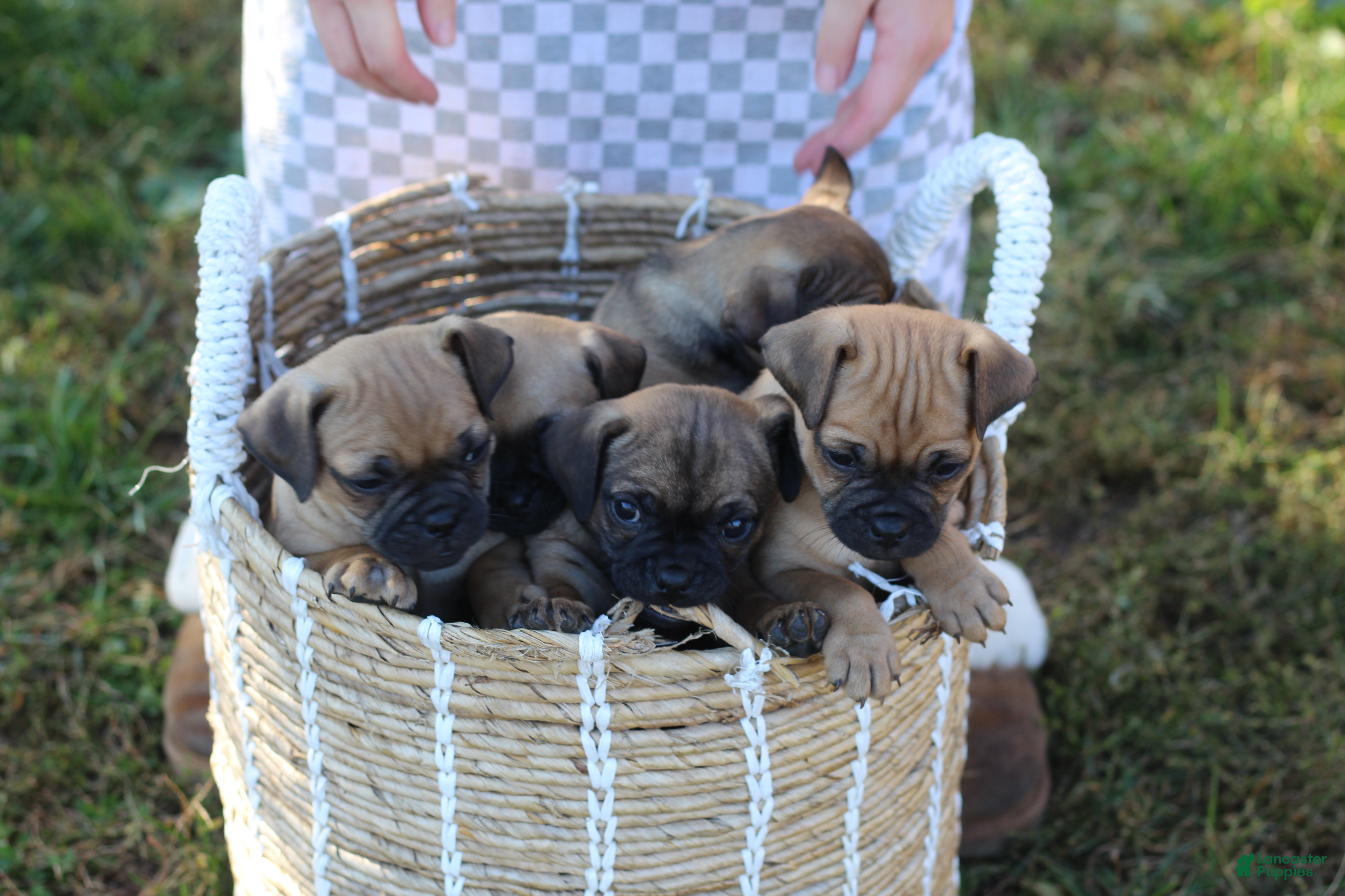 Jug dogs for sale: Daffodil - Ad 2