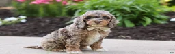 Cockapoo dogs for sale: Hudson - Ad 6