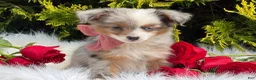 Toy Australian Shepherd dogs for sale: Tiny - Ad 3