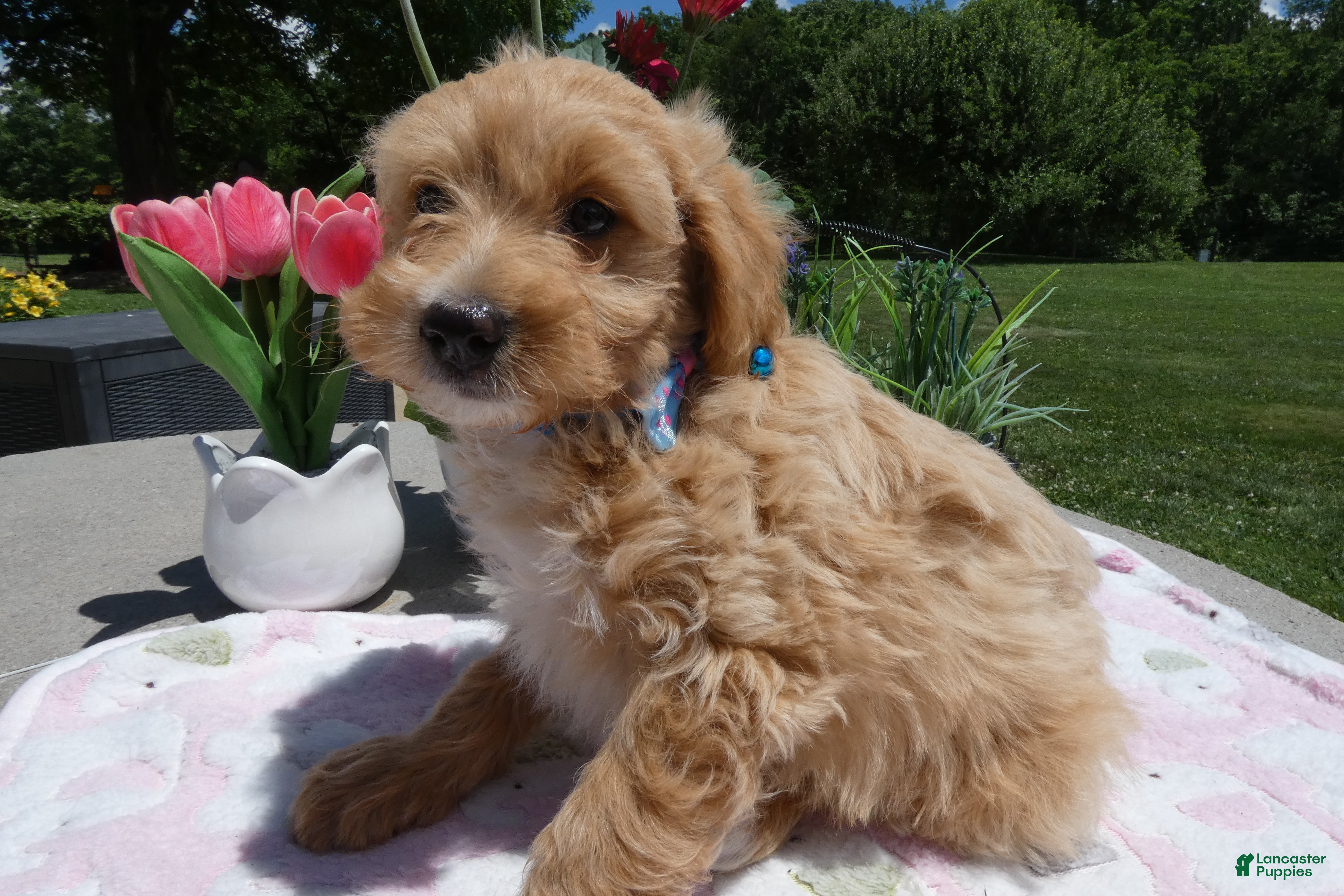 Mini Aussiedoodle dogs Mini Aussiedoodle 5 Julie  - Ad 42