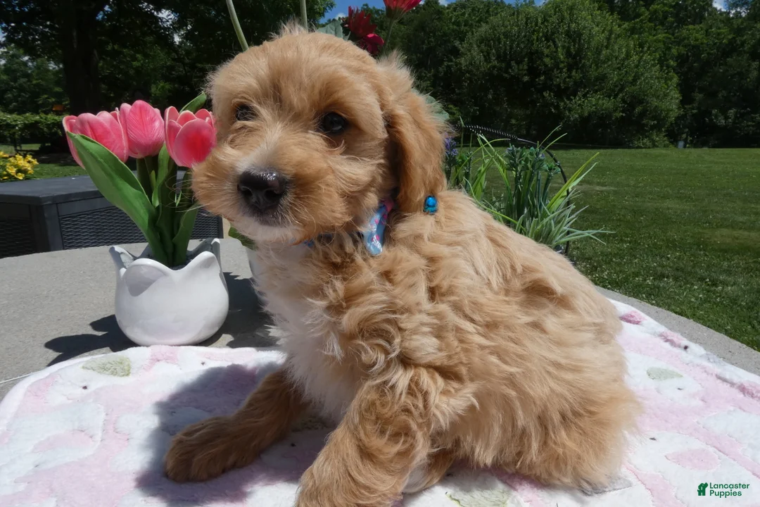 Mini Aussiedoodle dogs for sale: Mini Aussiedoodle 5 Julie  - Ad 1
