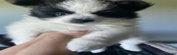 Pomeranian dogs for sale: Pomeranian 1 - Ad 3
