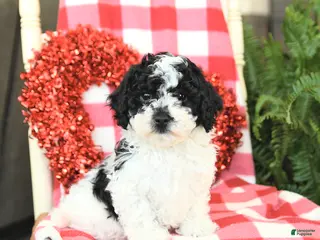 Havapoo dogs Peanut - Ad 4