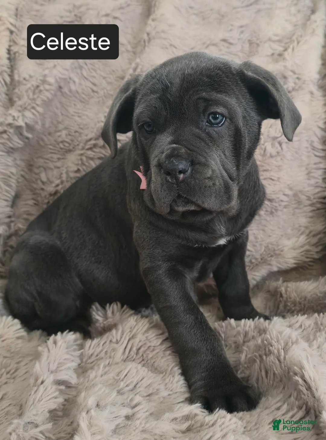 Cane Corso dogs for sale: Celeste - Ad 7