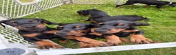 Doberman Pinscher dogs for sale: Doberman Pinscher 5 - Ad 5