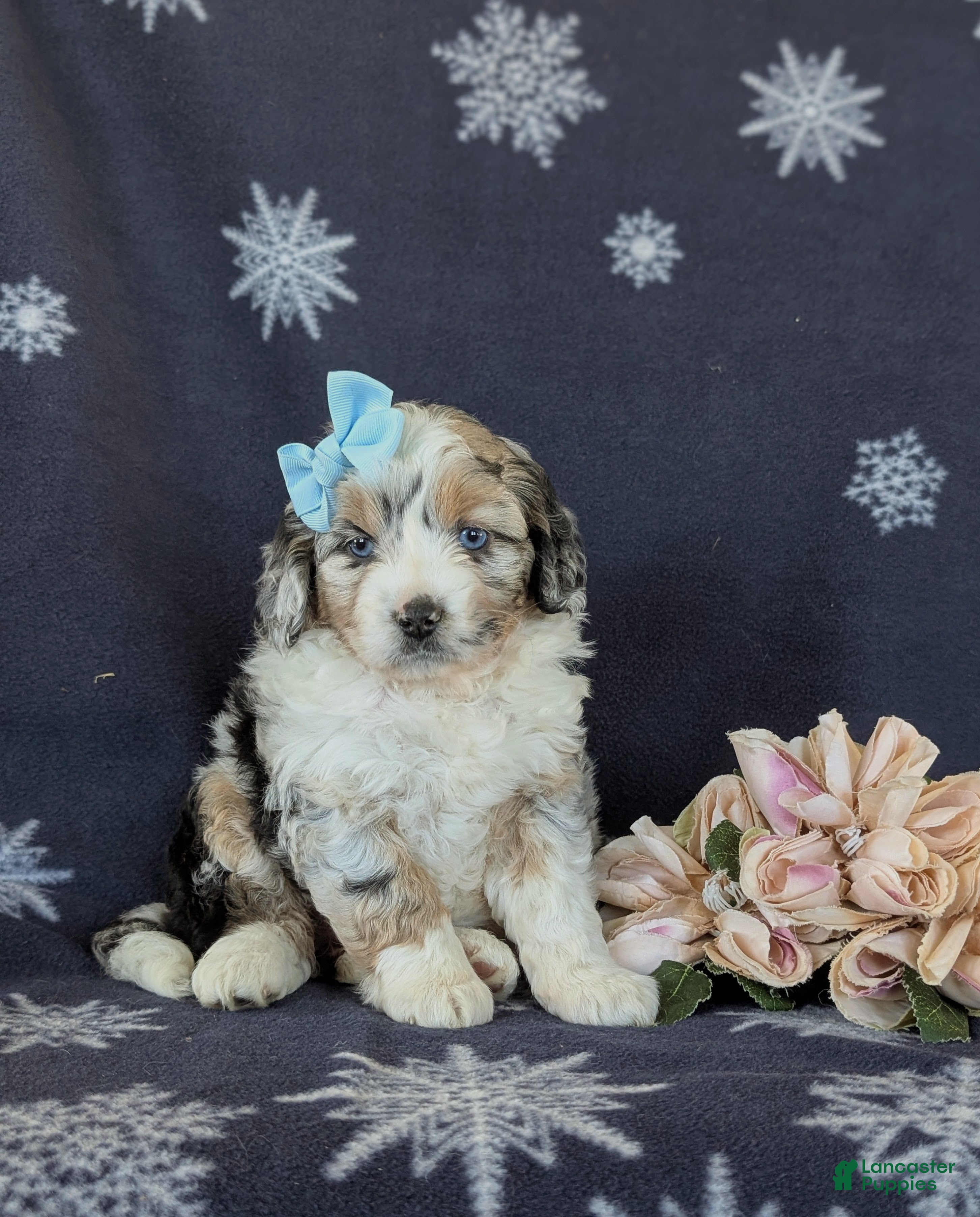 Mini Aussiedoodle dogs Leeanne - Ad 1