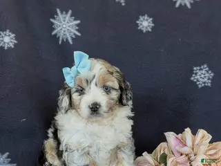 Mini Aussiedoodle dogs for sale: Leeanne - Ad 3