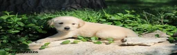 Golden Retriever dogs for sale: Harley - Ad 3