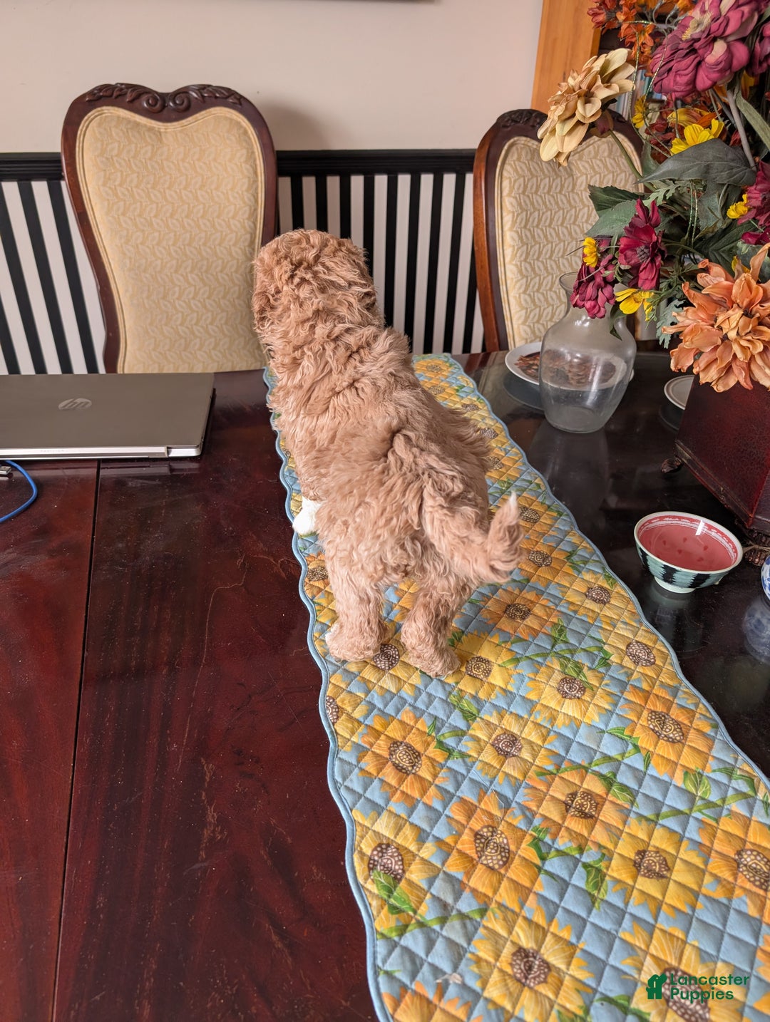 Goldendoodle dogs for sale: Bob - Ad 8