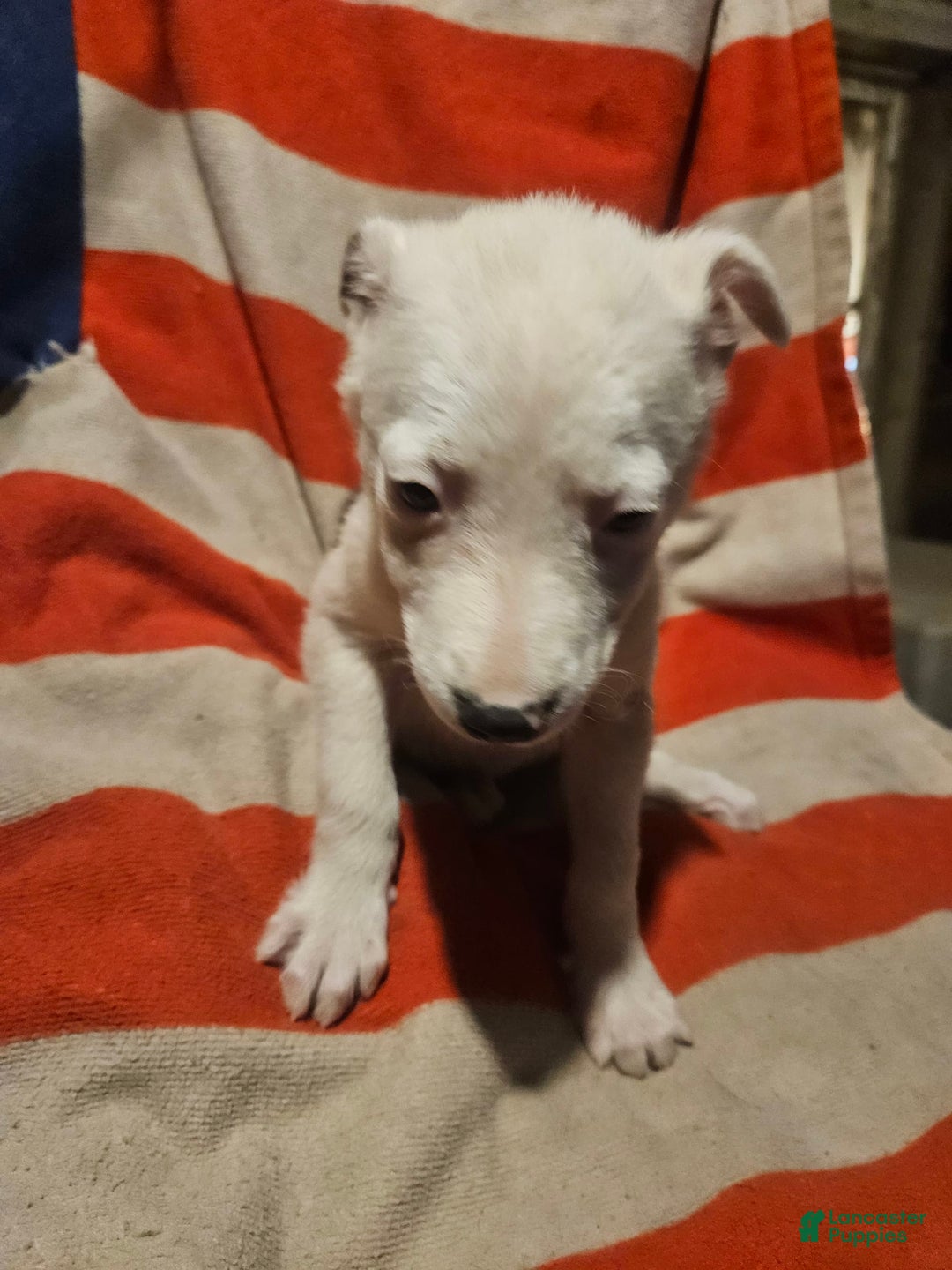 Border Collie dogs for sale: Dreami (Runt) - Ad 28