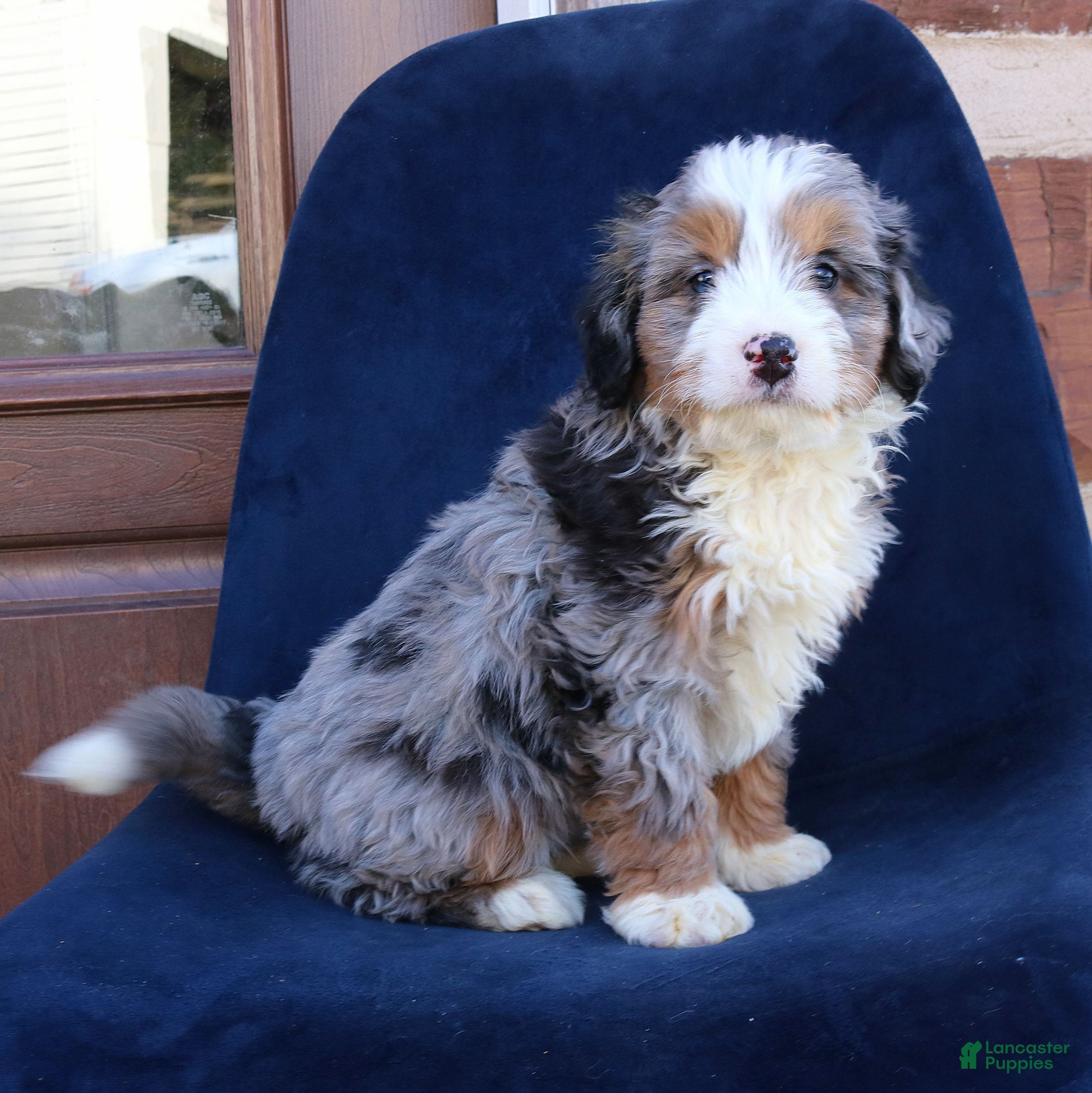 Mini Bernedoodle dogs Charlie  - Ad 14