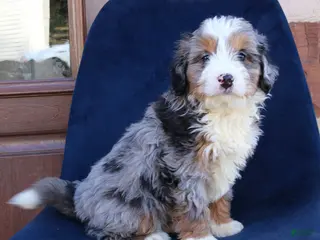 Mini Bernedoodle dogs Charlie - Ad 14