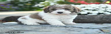 Admiral Sniffles