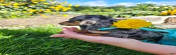 Miniature Dachshund dogs for sale: Sterling  - Ad 16