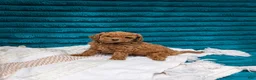 Toy Poodle dogs for sale: Vinny - Ad 5