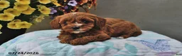 Cavapoo dogs for sale: Dixie - Ad 4
