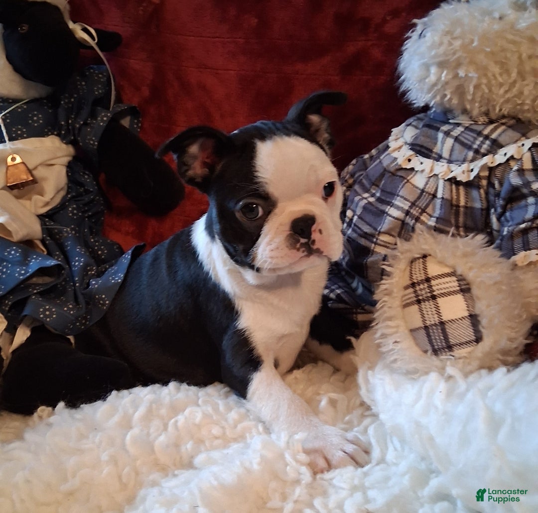 Boston Terrier dogs for sale: Eleanor - Ad 5