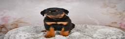 Rottweiler dogs for sale:  Sasha 🐾 - Ad 13