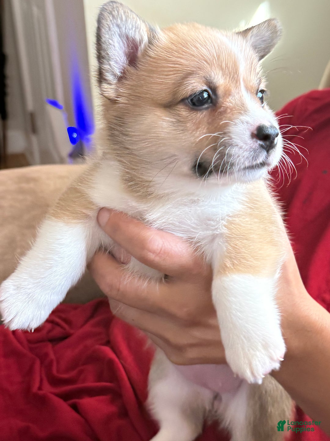Welsh Corgi Pembroke dogs for sale: Lisa - Ad 4