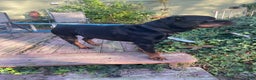 Rottweiler dogs for sale: Bruno  - Ad 5