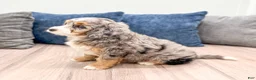 Mini Bernedoodle dogs for sale: Callie - Ad 5