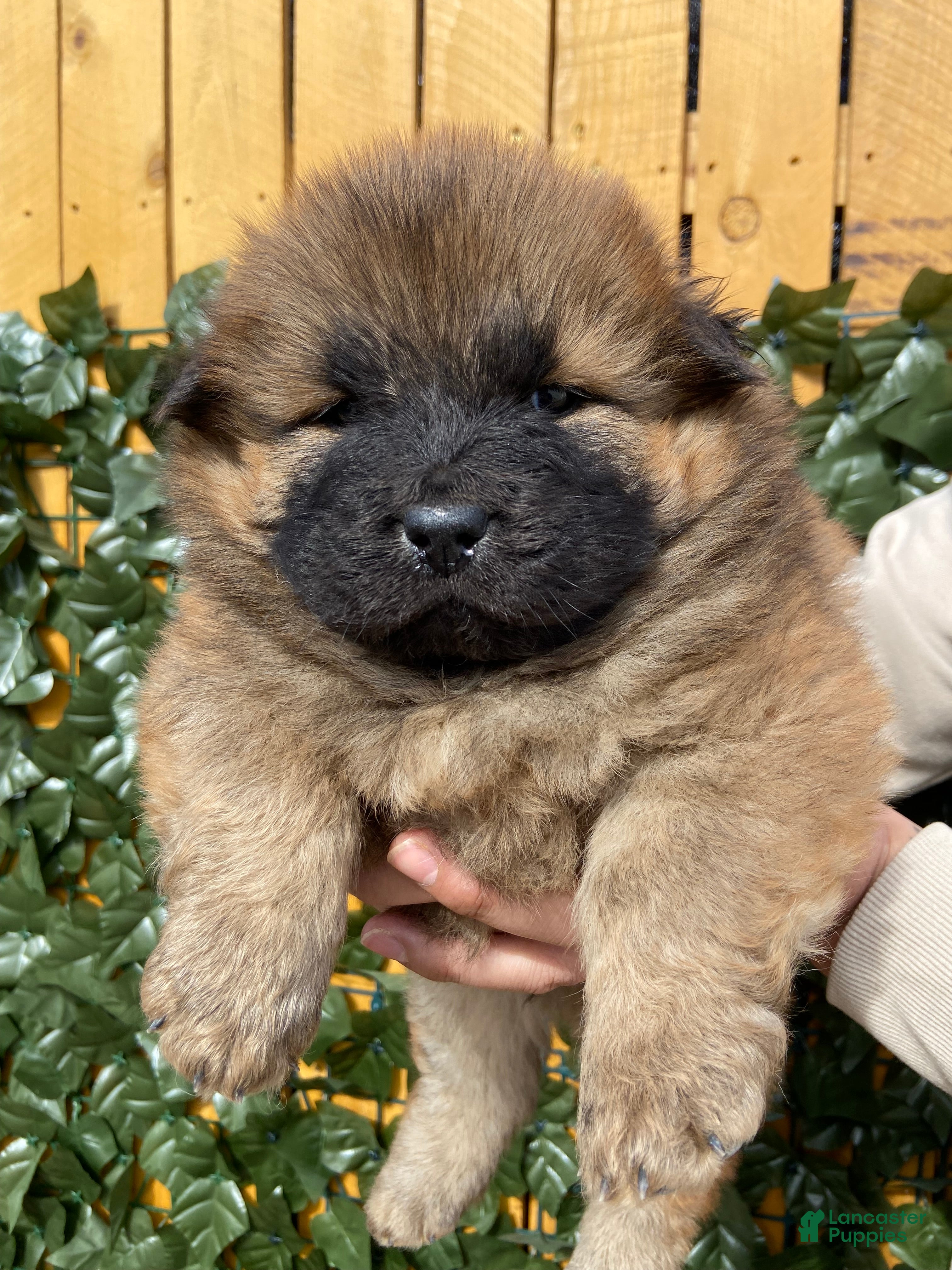 Chow Chow dogs Chow Chow Puppy 4 - Ad 3
