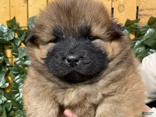 Chow Chow dogs Chow Chow Puppy 4 - Ad 3