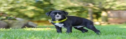 Boxer dogs for sale: Deisel - Ad 5
