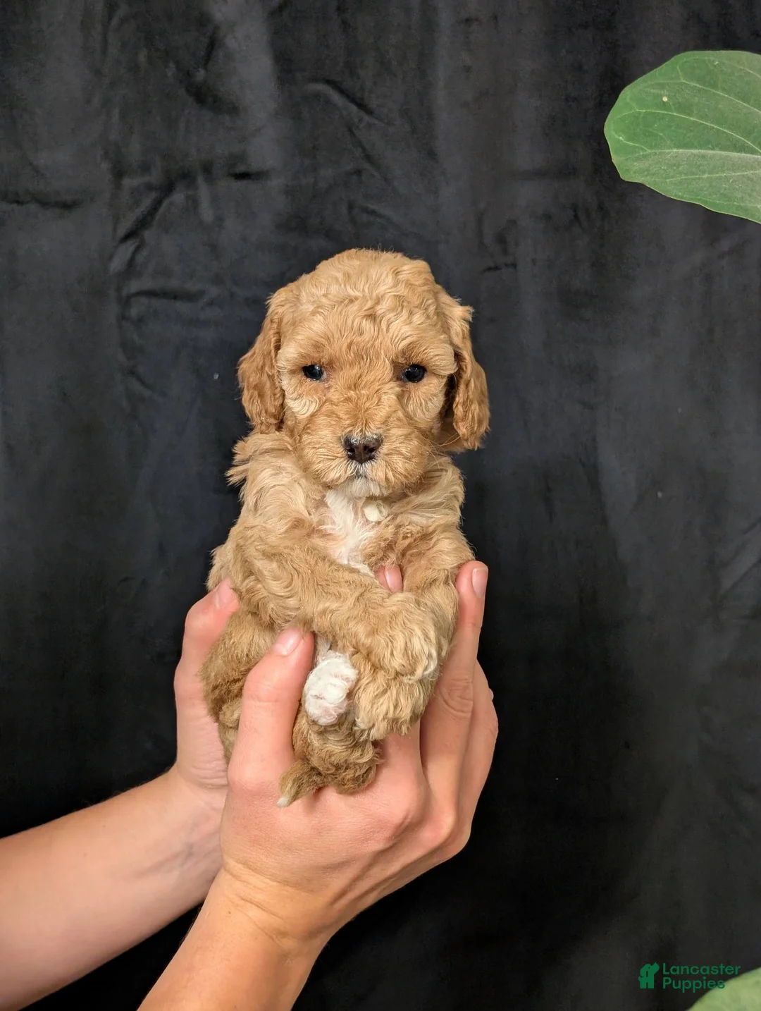 Cavapoo dogs for sale: Elsa - Ad 4