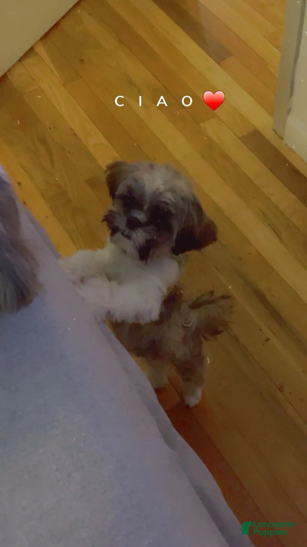 Shih Tzu dogs for sale: Shih Tzu Rylo - Ad 3