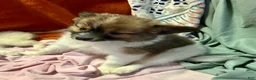 Mixed Breed dogs for sale: Buttons - Ad 3
