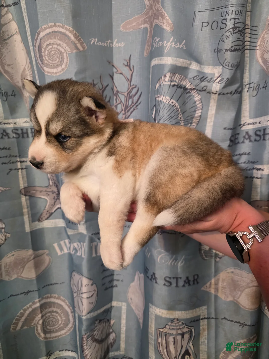 Siberian Husky dogs for sale: Pink - Ad 2