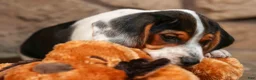 Beagle dogs for sale:  Dustin🐶 - Ad 12
