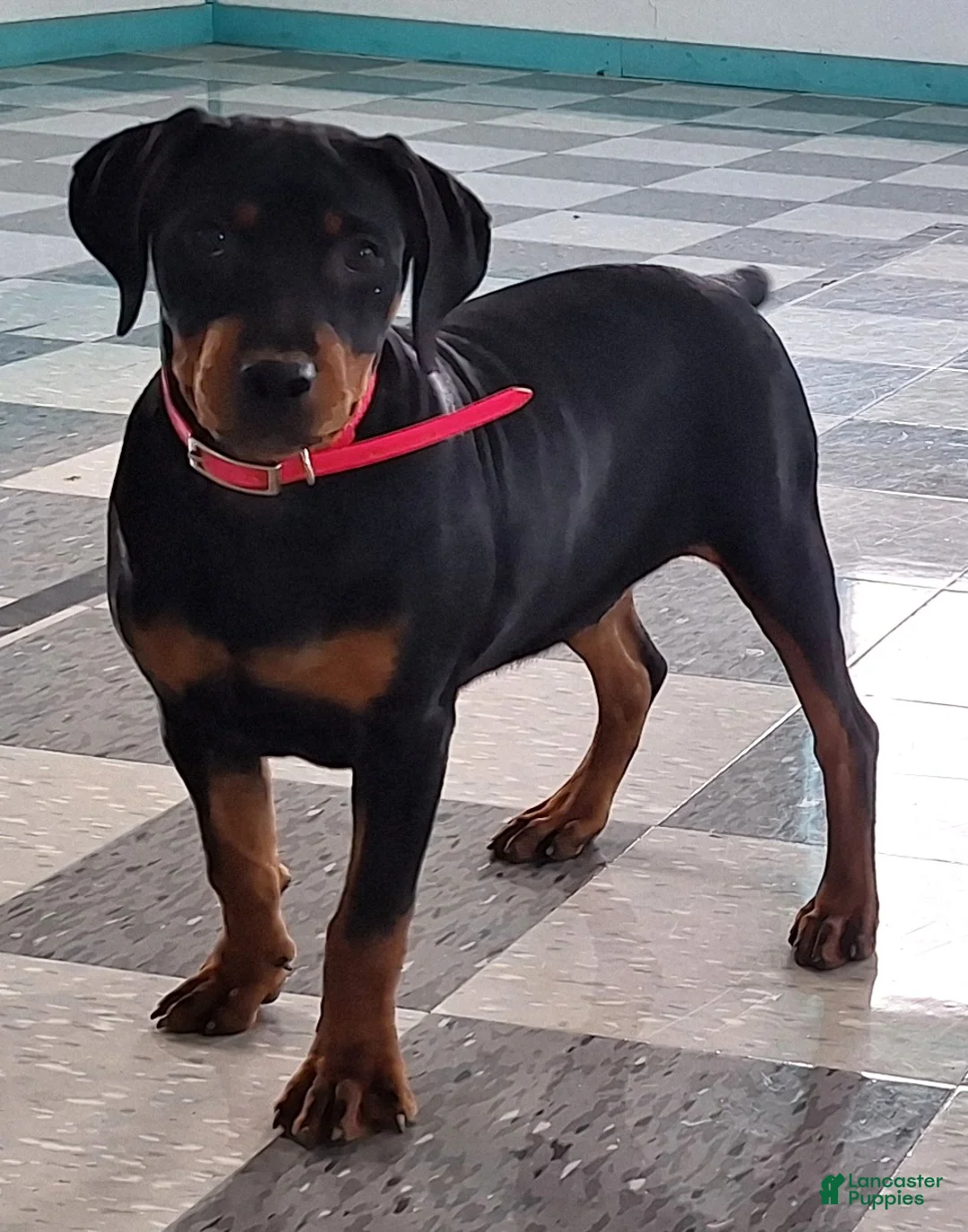 Mixed Breed dogs for sale: Sabrina - Ad 3