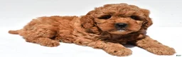 Mini Goldendoodle dogs for sale: Ellie - Ad 3