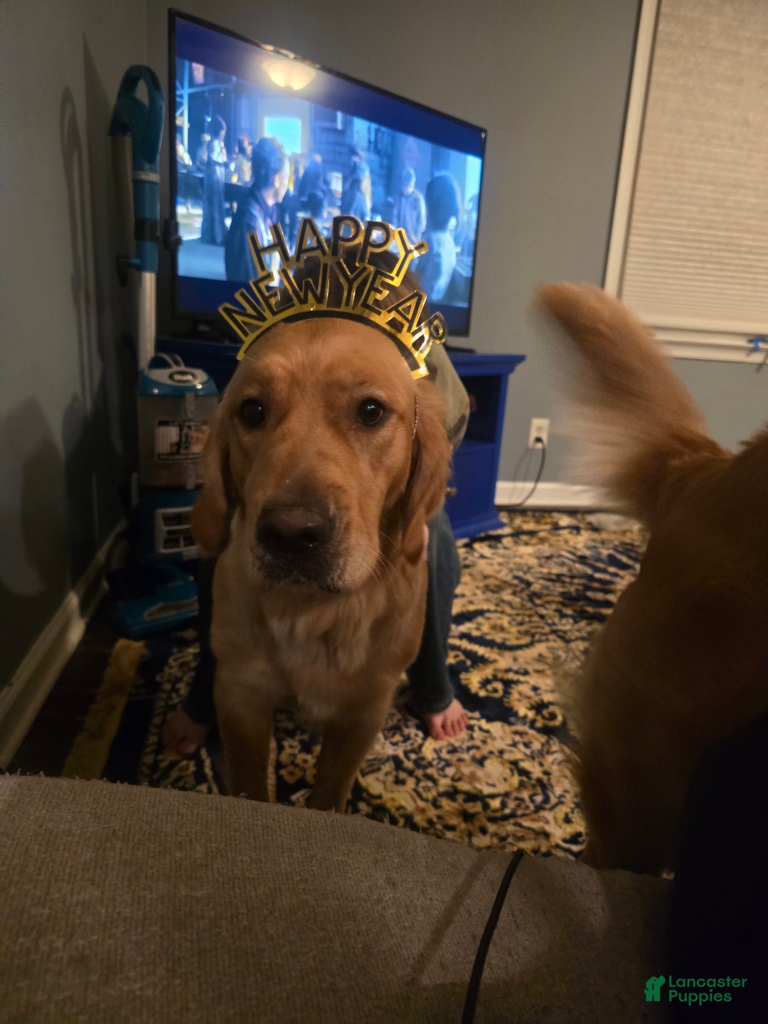 Golden Retriever dogs for sale: Golden Retriever Puppy 4 - Ad 2