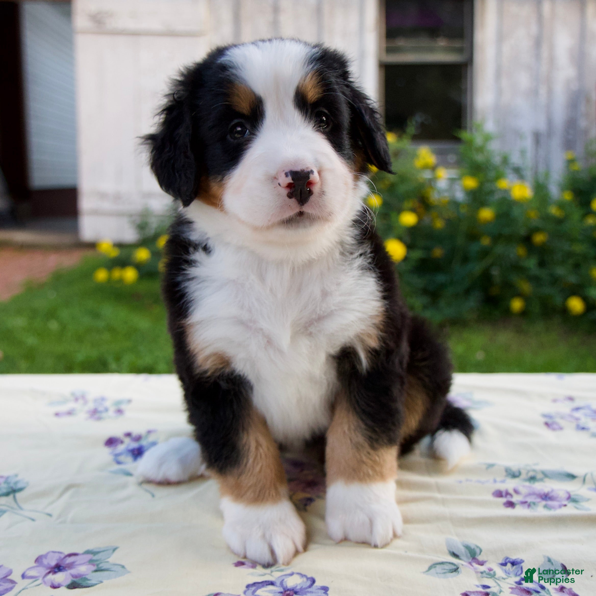 Bernese Mountain Dog dogs Sara Beth - Ad 1
