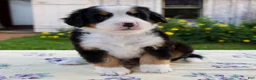 Bernese Mountain Dog dogs for sale: Sara Beth - Ad 1