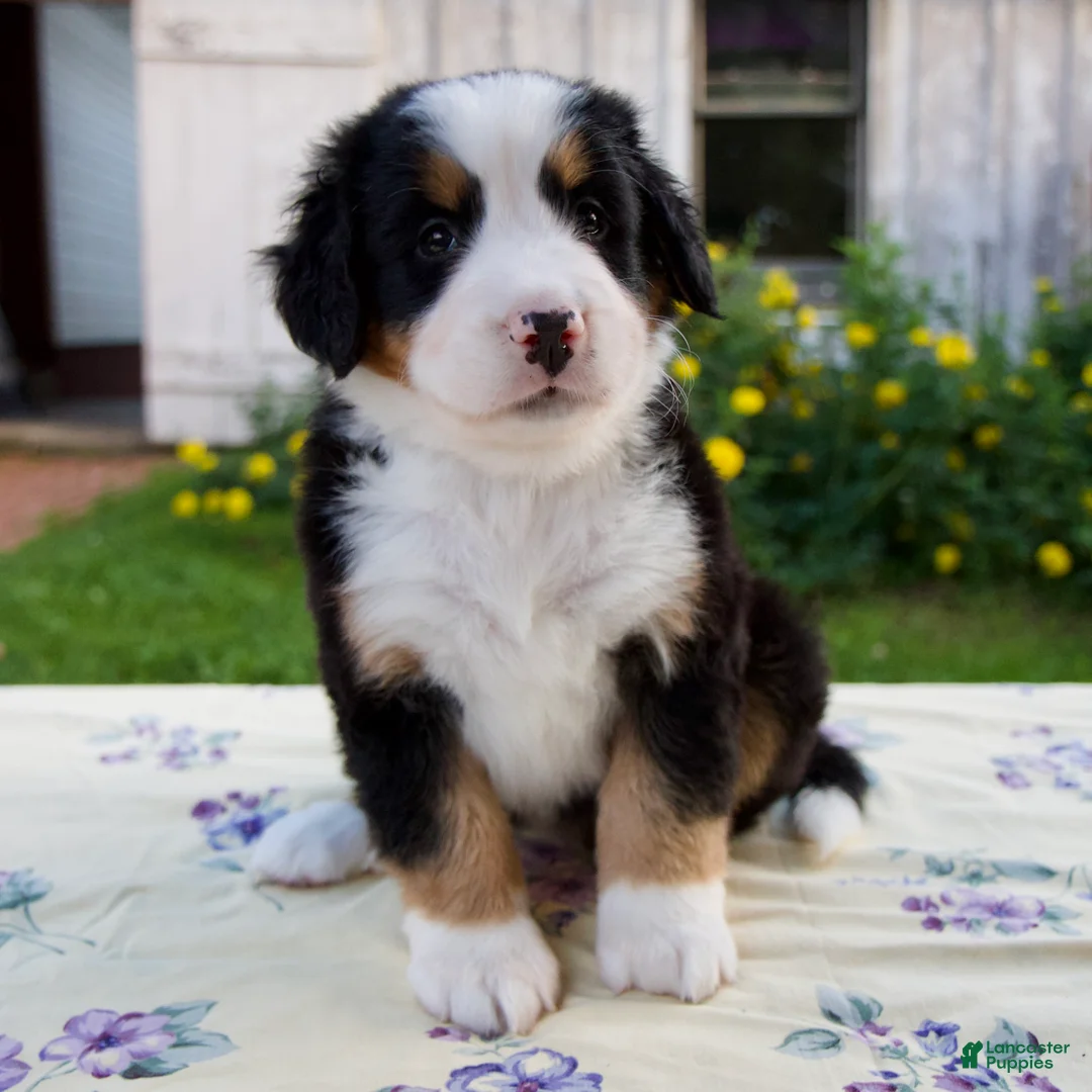 Bernese Mountain Dog dogs for sale: Sara Beth - Ad 1