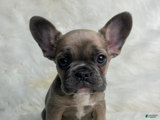 French Bulldog dogs - Ad 27
