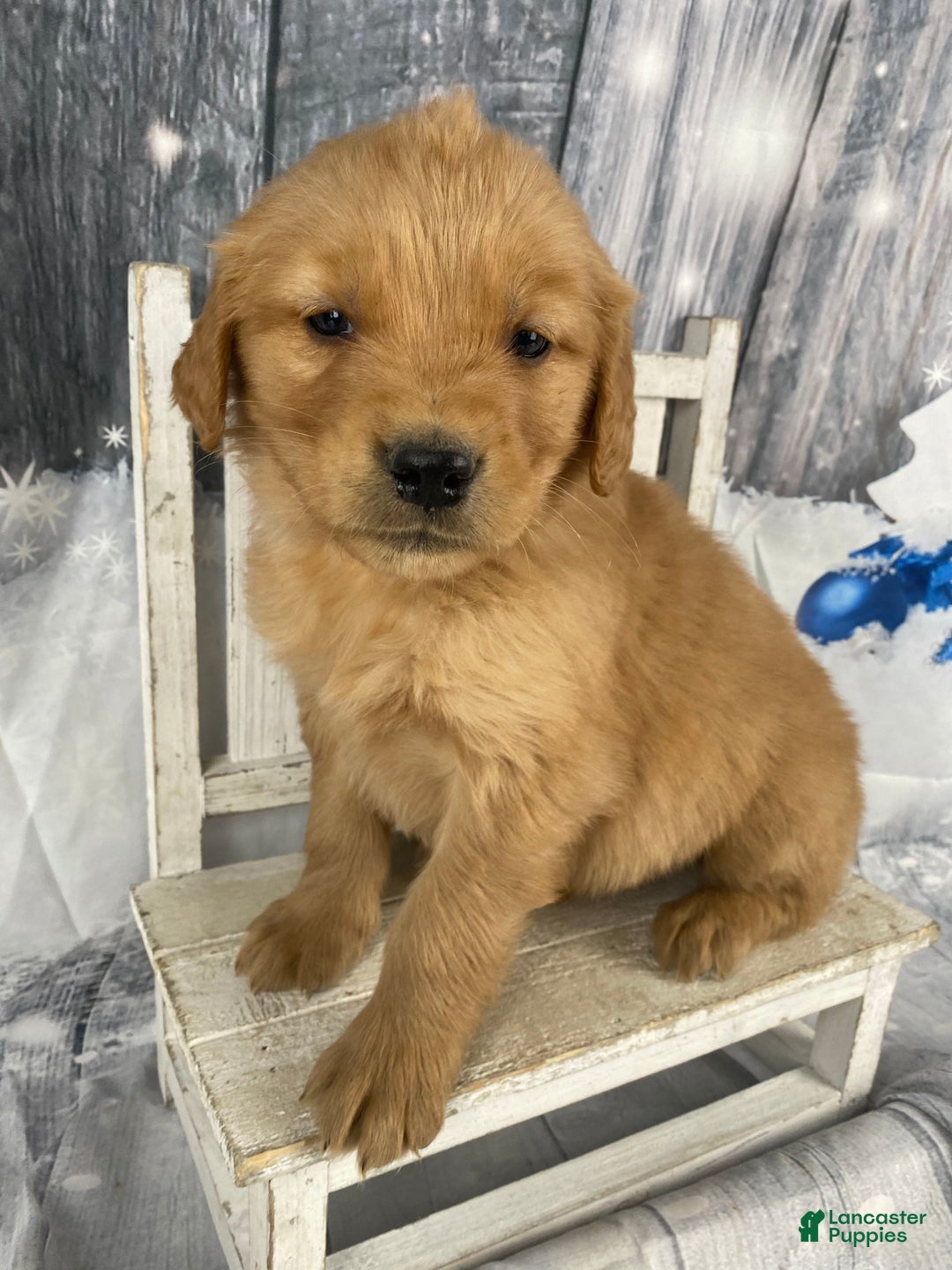 Golden Retriever dogs for sale: Moe - Ad 9