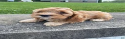 Mixed Breed dogs for sale: Gus - Ad 8