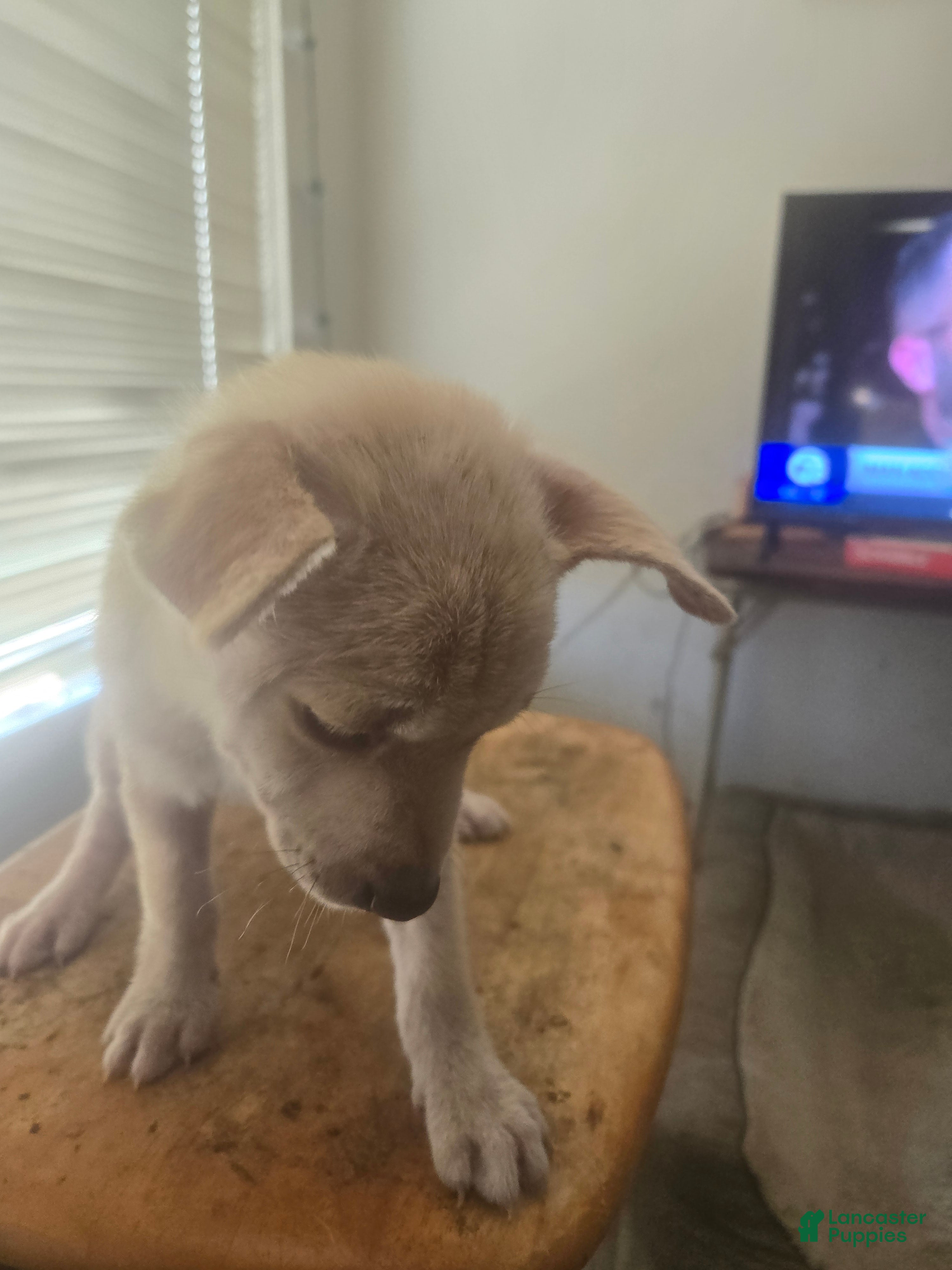Mixed Breed dogs sweet pea - Ad 39