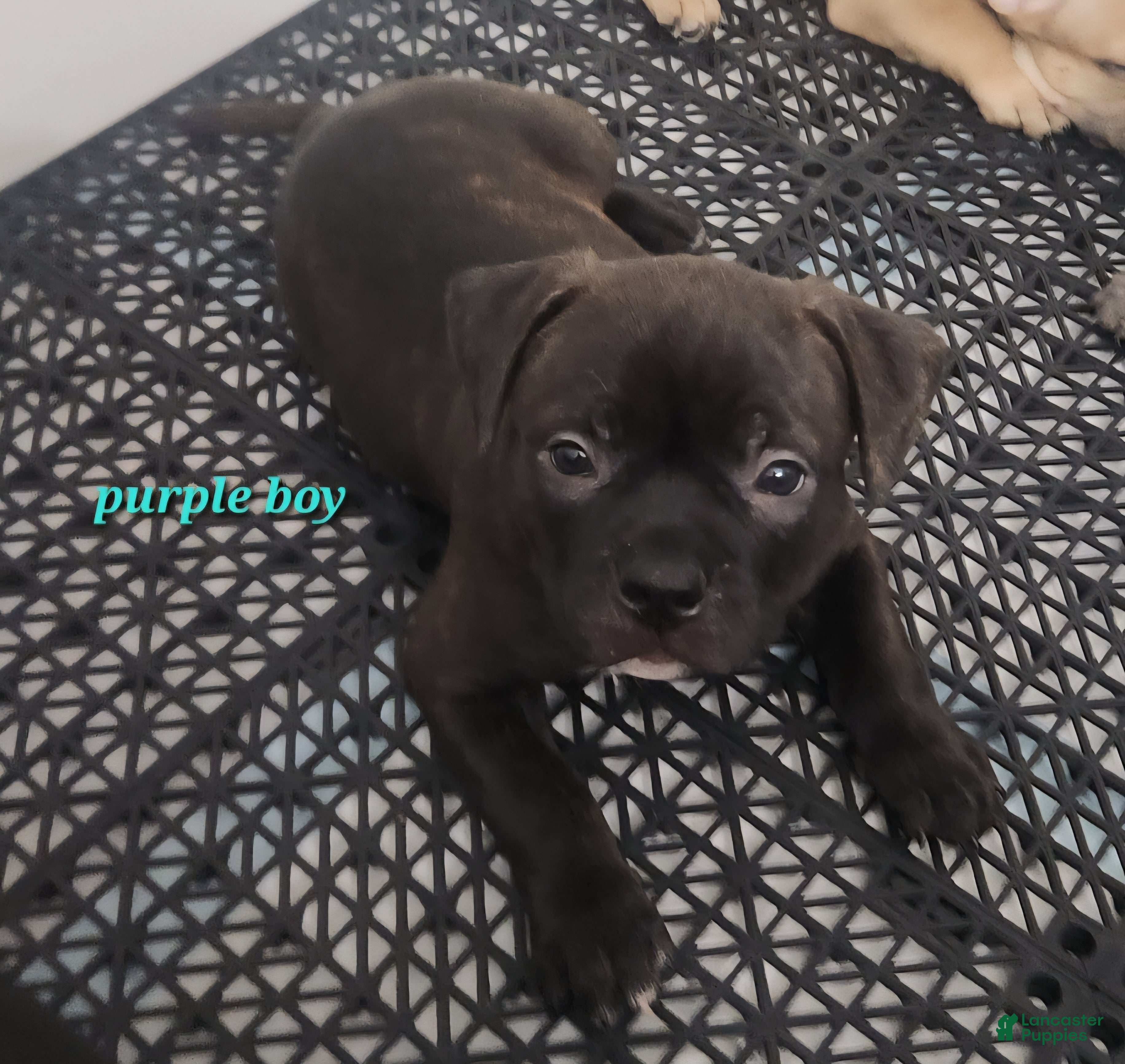 American Bully dogs for sale: Choc/black Brindle Male - Ad 4