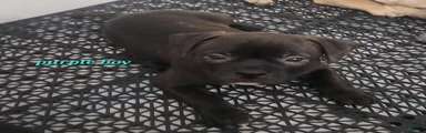 Choc/black Brindle Male